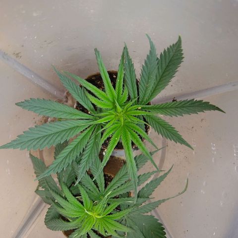TUTTI FRUTTI growlog timeline photo