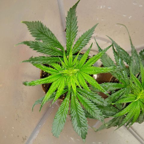 TUTTI FRUTTI growlog timeline photo