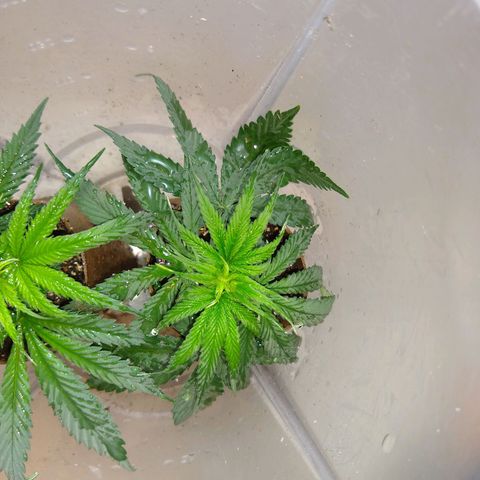 OG DEVIL growlog timeline photo