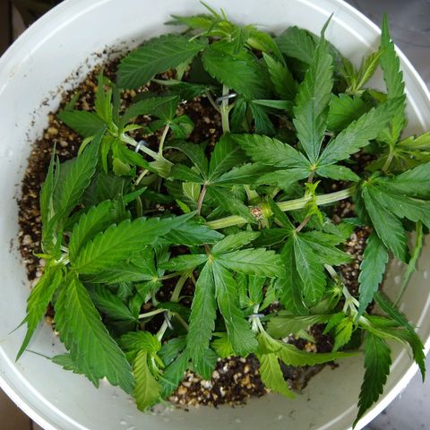 OG DEVIL growlog timeline photo