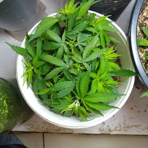 OG DEVIL growlog timeline photo