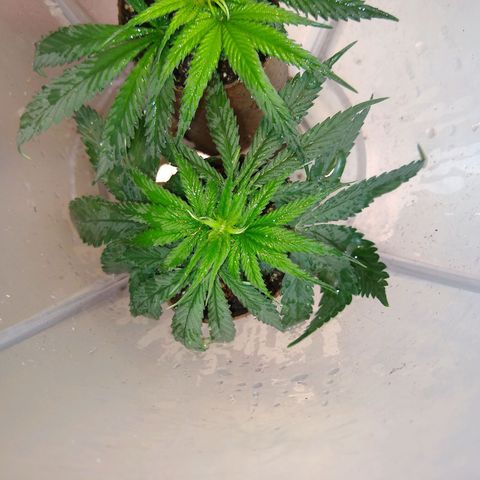 OG DEVIL growlog timeline photo
