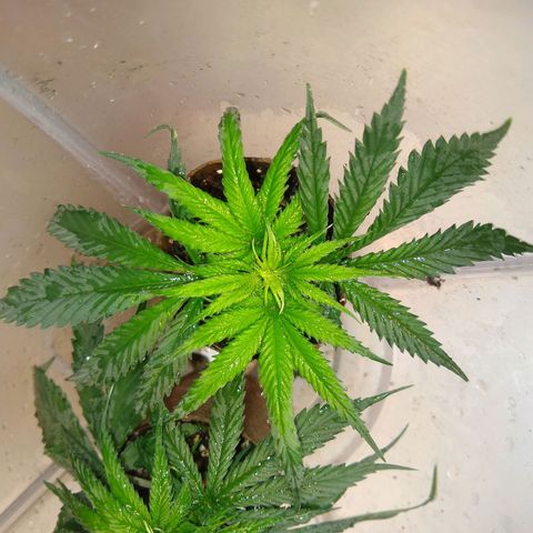 TUTTI FRUTTI growlog timeline photo