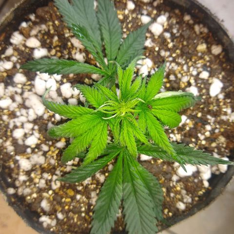 TUTTI FRUTTI growlog timeline photo