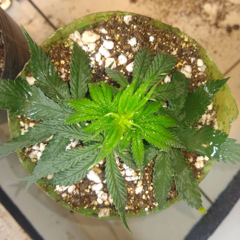 OG DEVIL growlog timeline photo