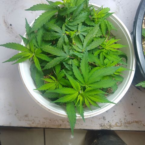 OG DEVIL growlog timeline photo