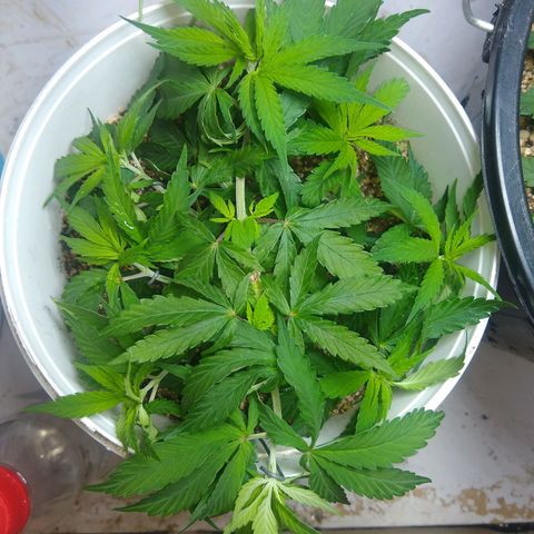 OG DEVIL growlog timeline photo