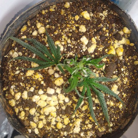 TUTTI FRUTTI growlog timeline photo