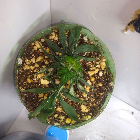 OG DEVIL growlog timeline photo