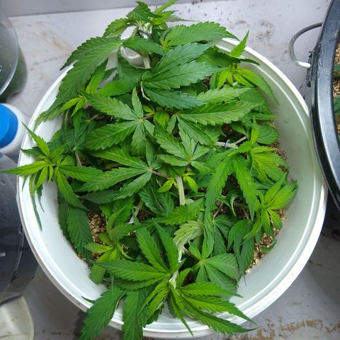 OG DEVIL growlog timeline photo