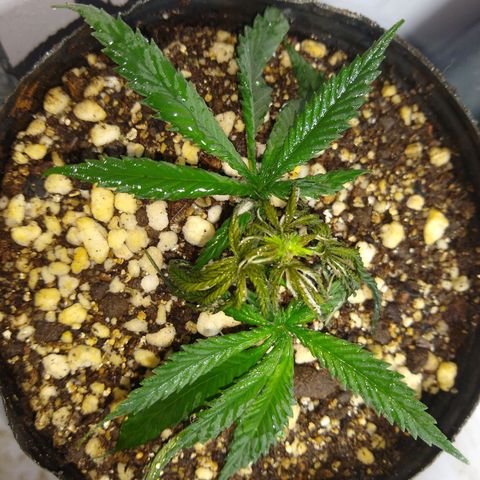 TUTTI FRUTTI growlog timeline photo