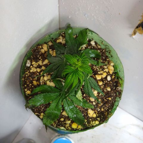OG DEVIL growlog timeline photo