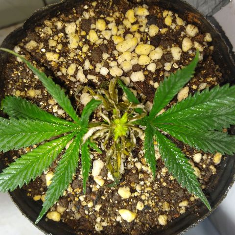TUTTI FRUTTI growlog timeline photo