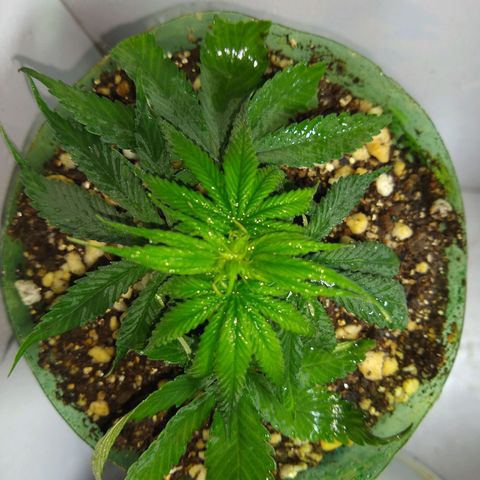 OG DEVIL growlog timeline photo