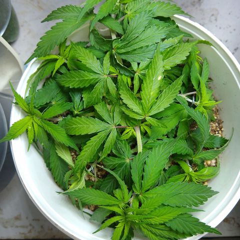 OG DEVIL growlog timeline photo