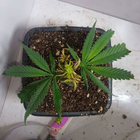 TUTTI FRUTTI growlog timeline photo