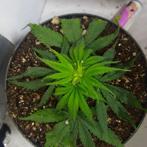 OG DEVIL growlog timeline photo