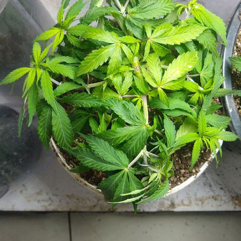 OG DEVIL growlog timeline photo