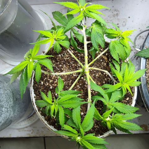 OG DEVIL growlog timeline photo