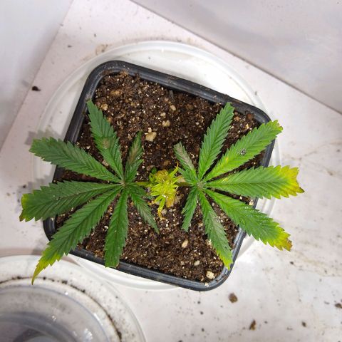 TUTTI FRUTTI growlog timeline photo