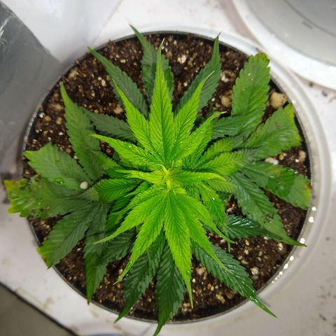 OG DEVIL growlog timeline photo
