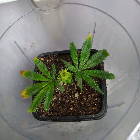 TUTTI FRUTTI growlog timeline photo