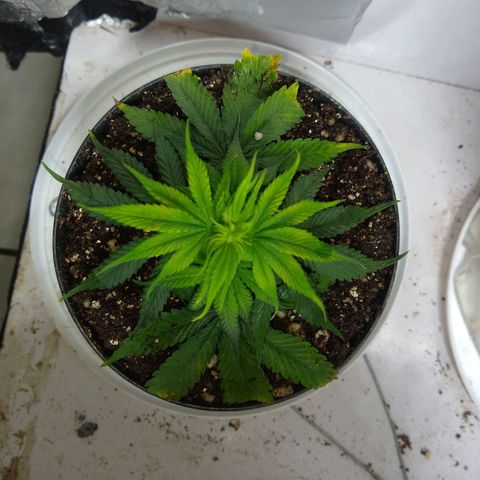 OG DEVIL growlog timeline photo