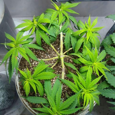 OG DEVIL growlog timeline photo