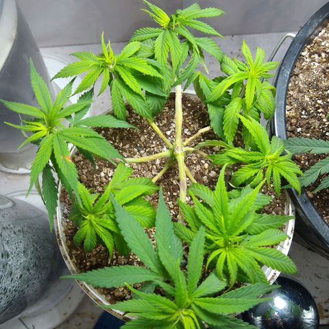 OG DEVIL growlog timeline photo