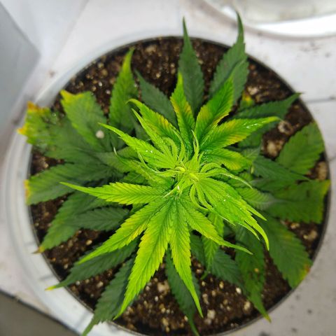OG DEVIL growlog timeline photo