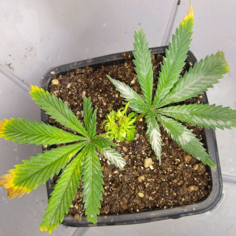 TUTTI FRUTTI growlog timeline photo