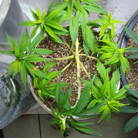 OG DEVIL growlog timeline photo