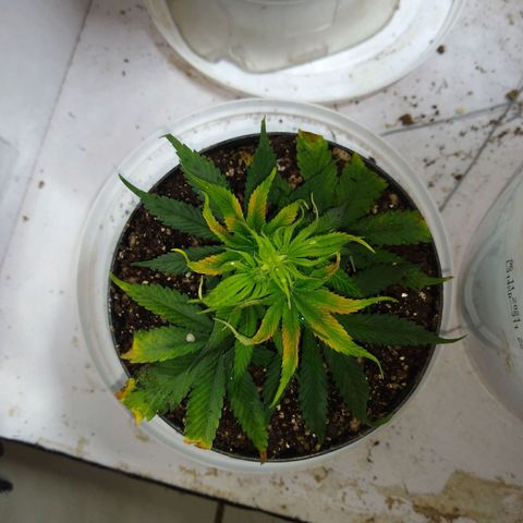 OG DEVIL growlog timeline photo