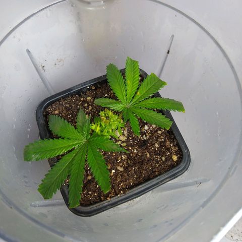 TUTTI FRUTTI growlog timeline photo