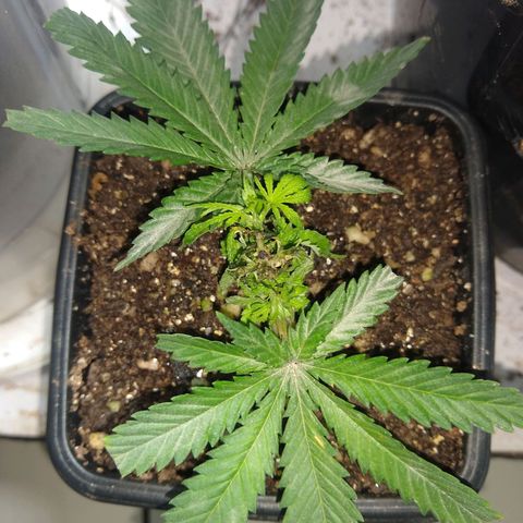 TUTTI FRUTTI growlog timeline photo