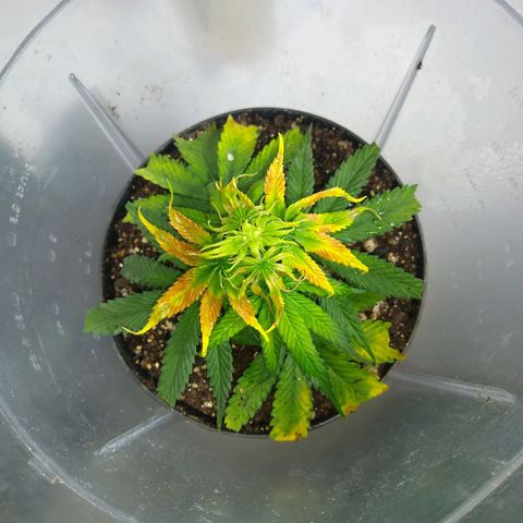 OG DEVIL growlog timeline photo