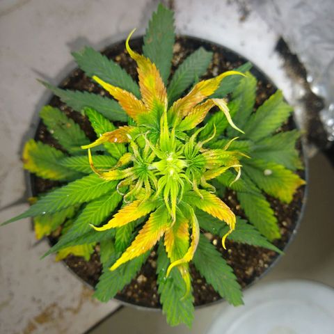 OG DEVIL growlog timeline photo
