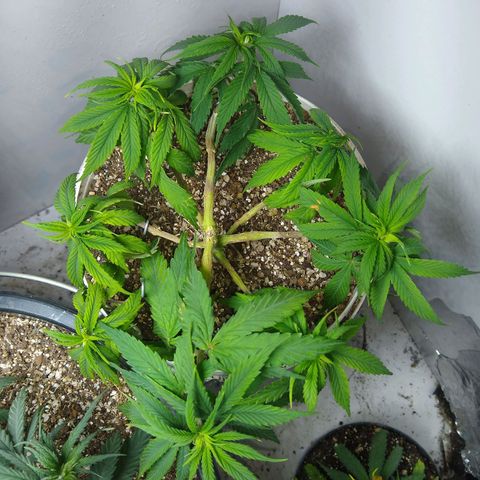 OG DEVIL growlog timeline photo
