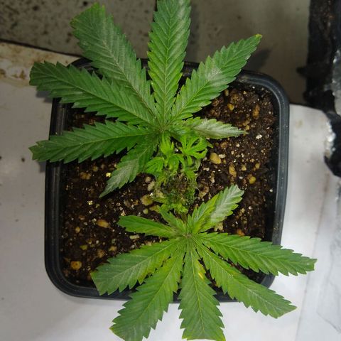 TUTTI FRUTTI growlog timeline photo