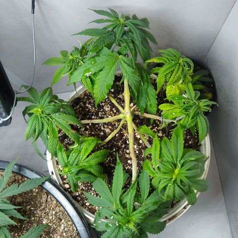 OG DEVIL growlog timeline photo