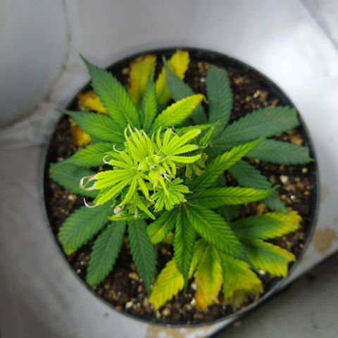 OG DEVIL growlog timeline photo