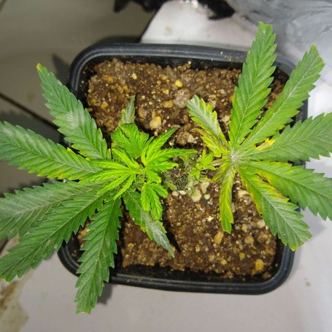TUTTI FRUTTI growlog timeline photo