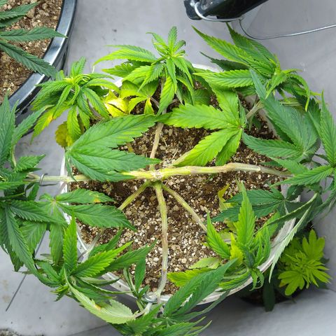 OG DEVIL growlog timeline photo