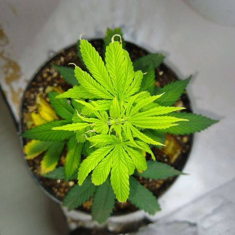 OG DEVIL growlog timeline photo