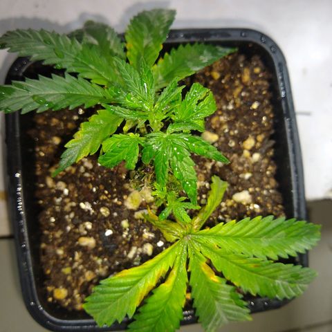 TUTTI FRUTTI growlog timeline photo