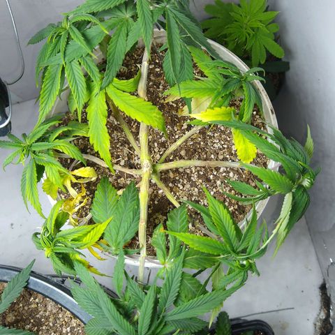 OG DEVIL growlog timeline photo