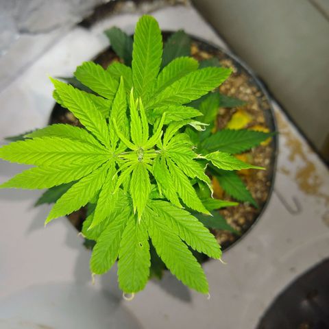 OG DEVIL growlog timeline photo