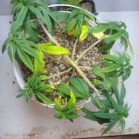 OG DEVIL growlog timeline photo