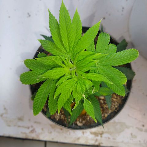OG DEVIL growlog timeline photo