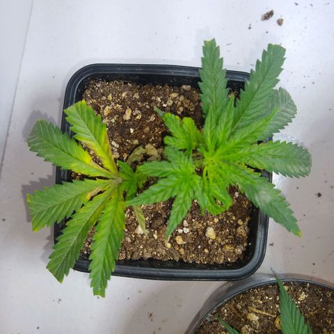 TUTTI FRUTTI growlog timeline photo